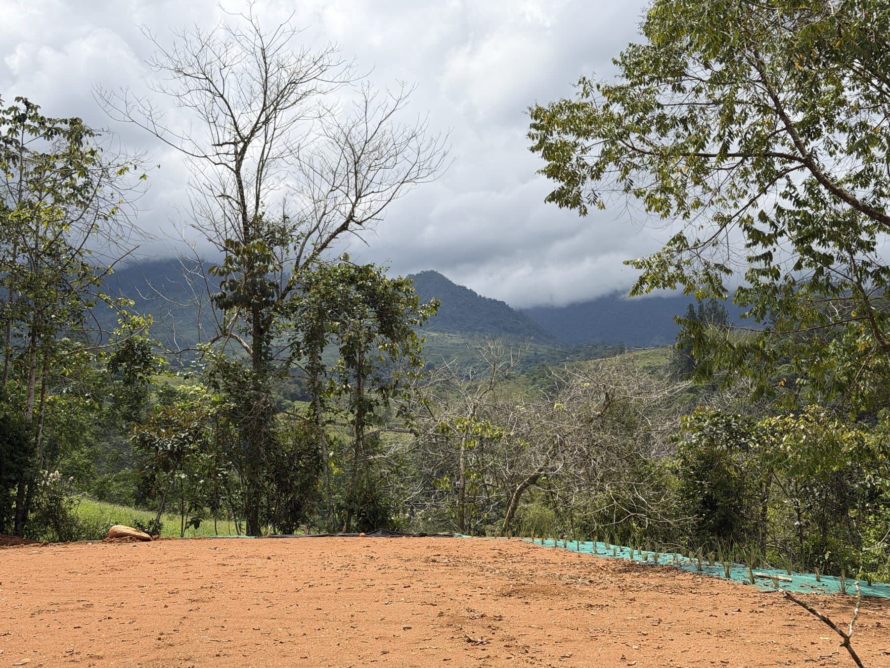 Central pad with the mature tree