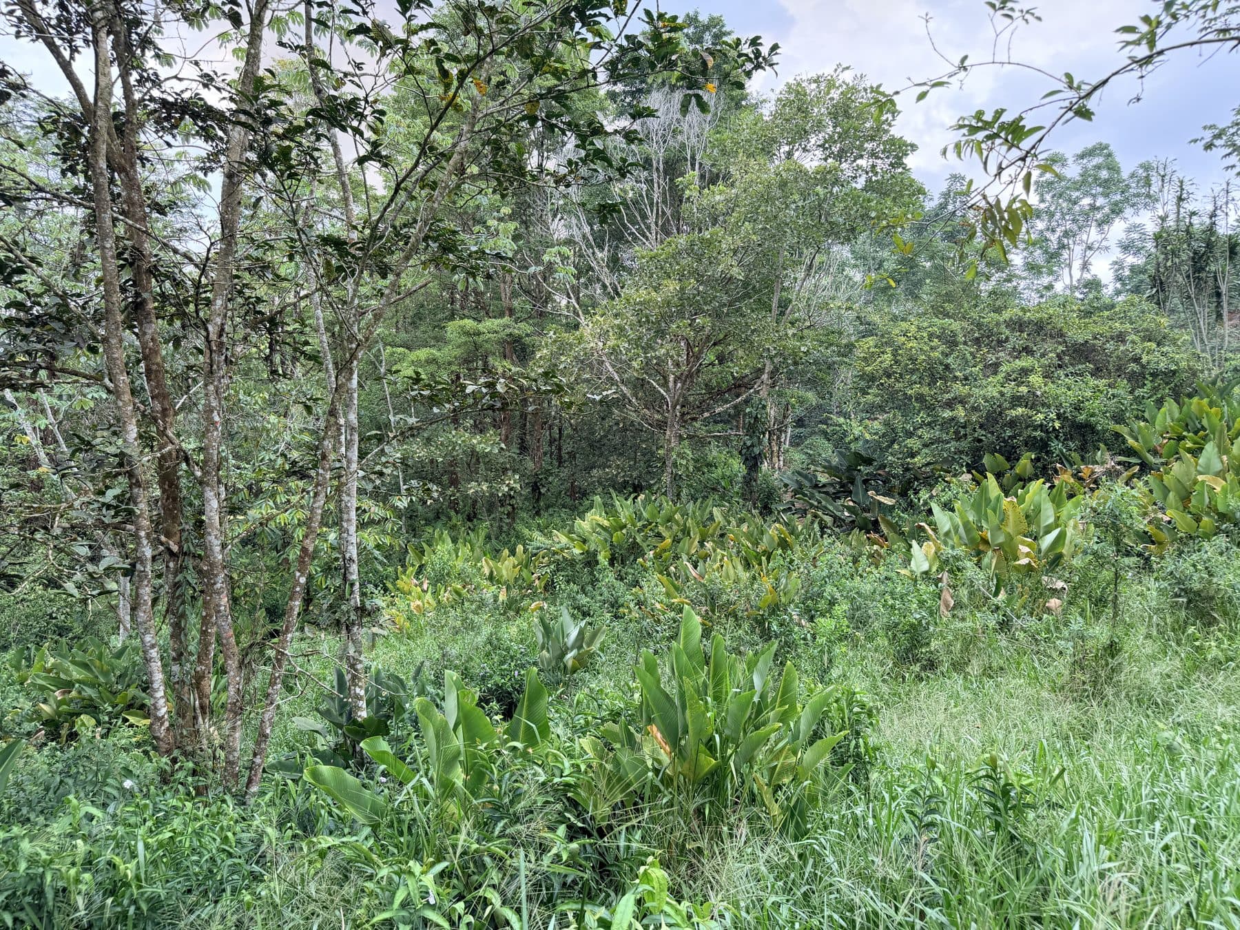 Forest and nature