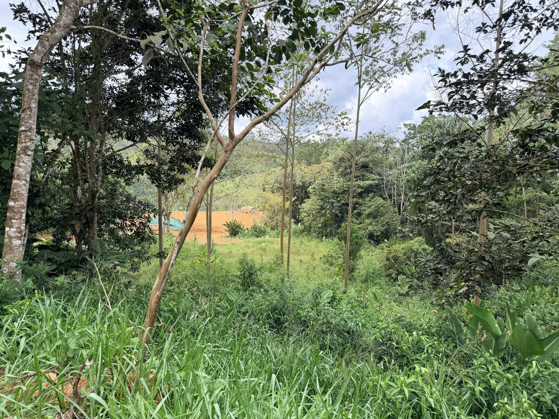 Forest and nature